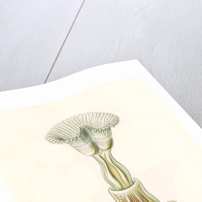 Aquatic invertebrates. Bryozoa by Ernst Haeckel
