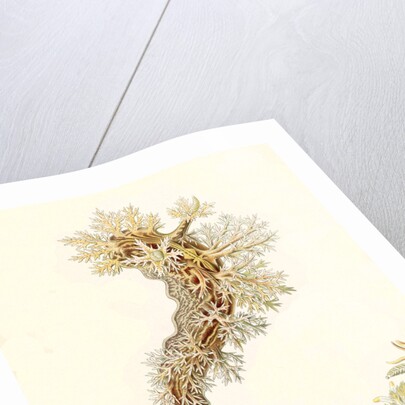 Marine mollusks. Nudibranchia by Ernst Haeckel