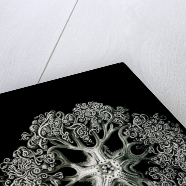 Starfish and details of starfish anatomy. Ophiodea by Ernst Haeckel