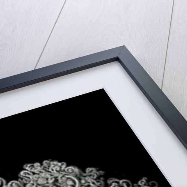 Starfish and details of starfish anatomy. Ophiodea by Ernst Haeckel