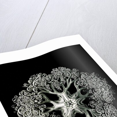 Starfish and details of starfish anatomy. Ophiodea by Ernst Haeckel