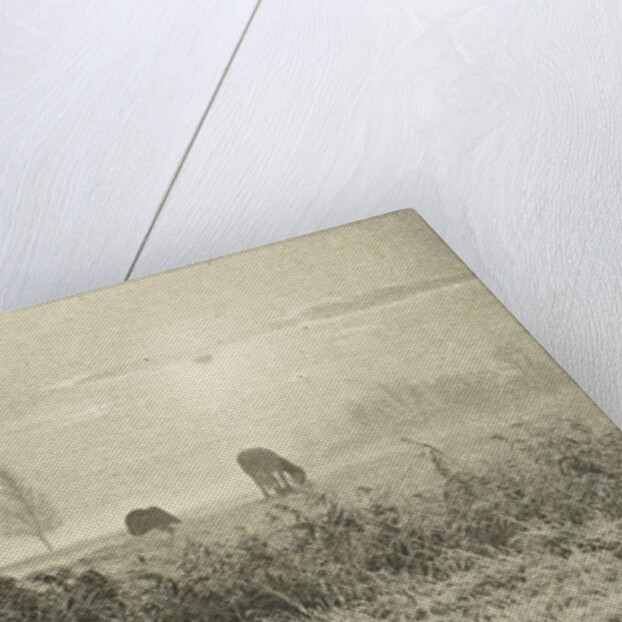 Meadow Landscape by Peter Henry Emerson