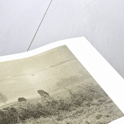 Meadow Landscape by Peter Henry Emerson