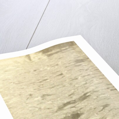 Water Lilies by William B. Post