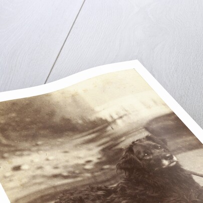 Portrait of a dog who saved the life of W.A. Blokhuis in the fire at his factory at night on 20-21 July 1886 by Abraham Koorenhoff