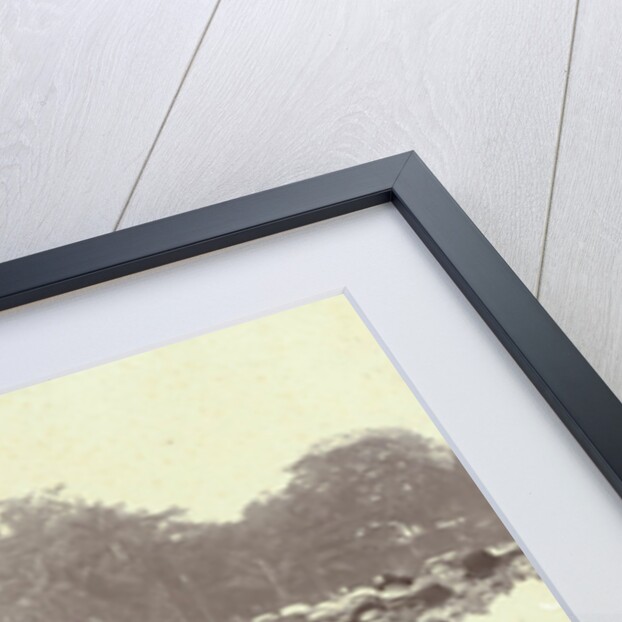 Oliveo Champion Batavia 1905, Indonesia by Busenbender & Co.