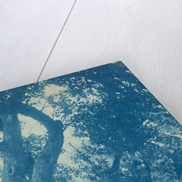 standing in an tree (willow) by Anonymous