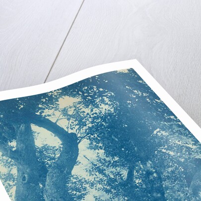 standing in an tree (willow) by Anonymous