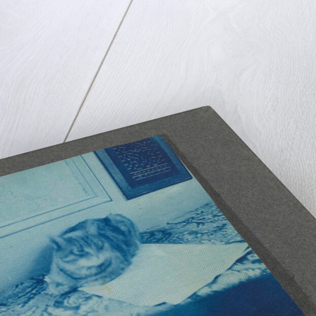 Reclining cat, United States, USA by Anonymous