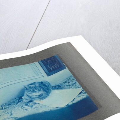 Reclining cat, United States, USA by Anonymous