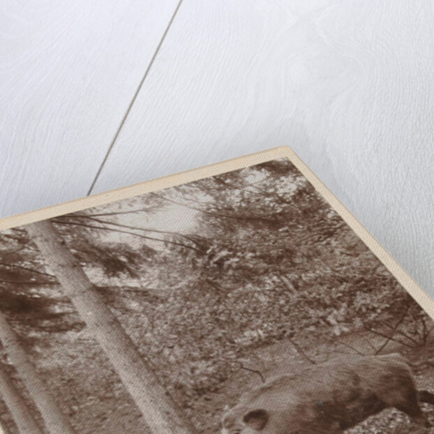 Maarten Pauw van Wieldrecht with dagger efflorescent against offensively (set up) wild boar by Henry Pauw van Wieldrecht