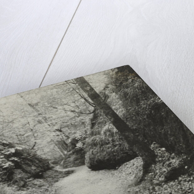 Forest road by Anonymous