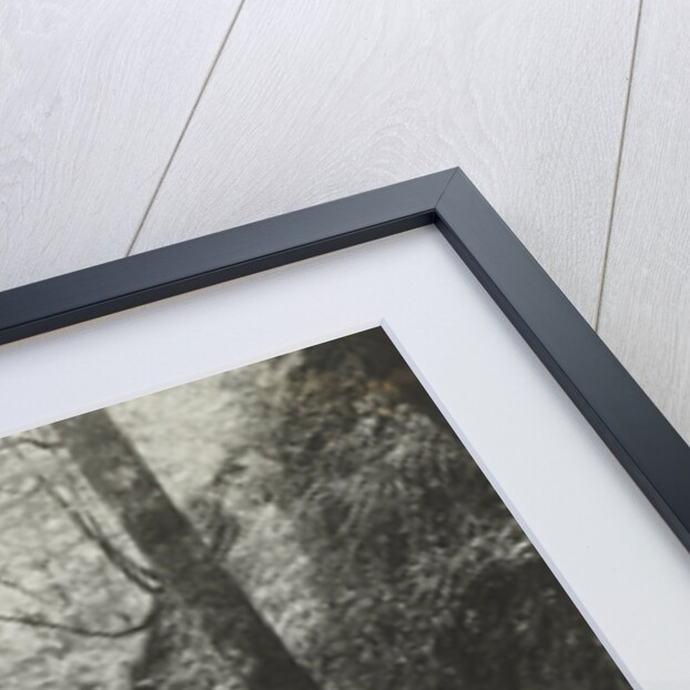 Forest road by Anonymous