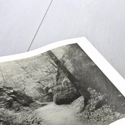 Forest road by Anonymous