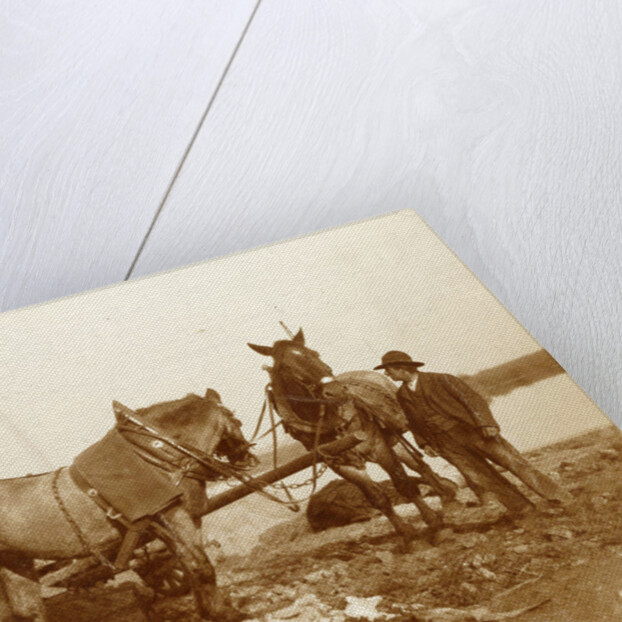 Two horses, a cart and a man in a trench by Anonymous