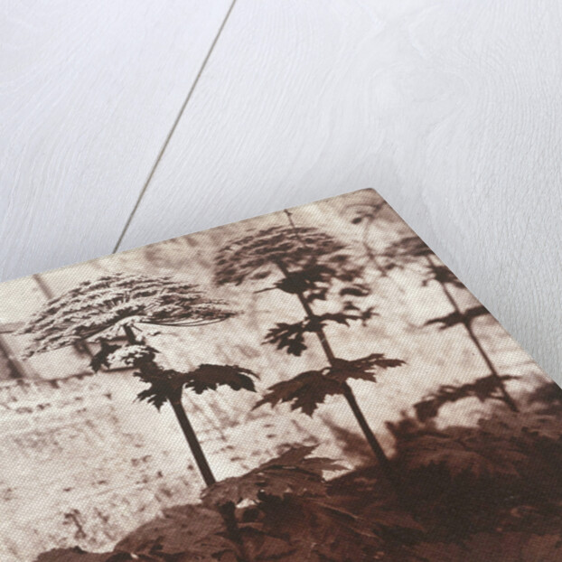 Study of Plants by Eugène Atget