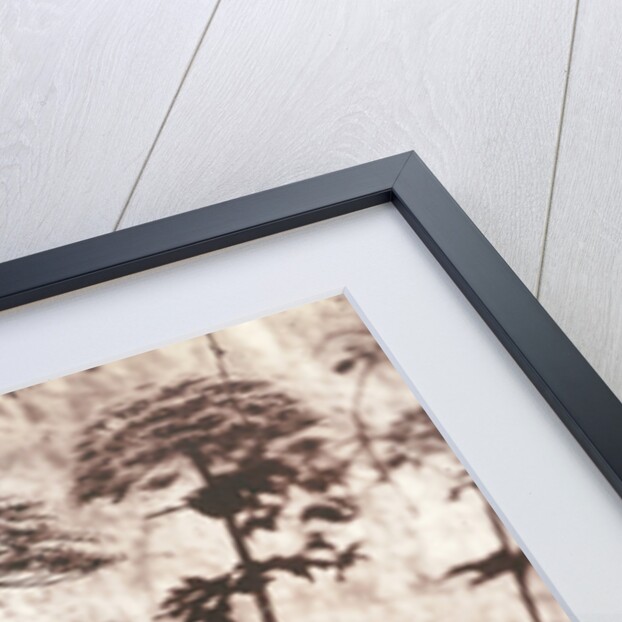 Study of Plants by Eugène Atget