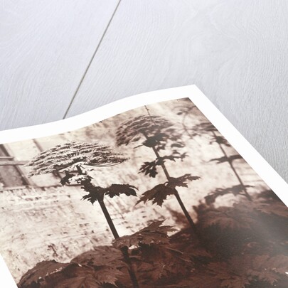 Study of Plants by Eugène Atget