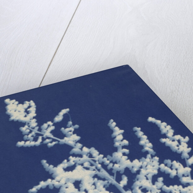 Lamb's Quarters or White Goosefoot by Bertha E. Jaques