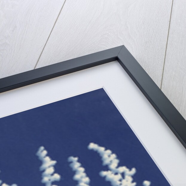 Lamb's Quarters or White Goosefoot by Bertha E. Jaques