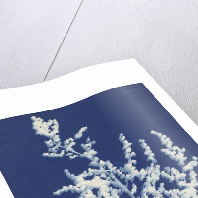 Lamb's Quarters or White Goosefoot by Bertha E. Jaques