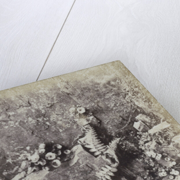 Plant Study by Hugh Owen