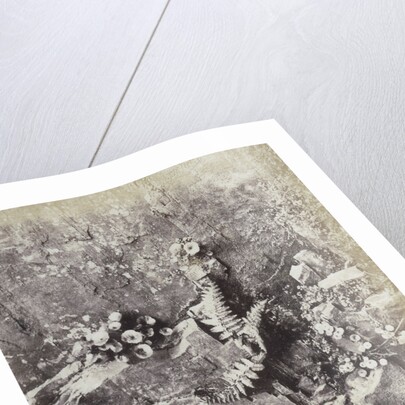 Plant Study by Hugh Owen