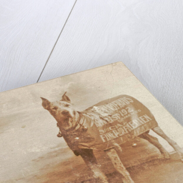 Portrait two dogs toymaker with advertising copy for perfumeries by Anonymous