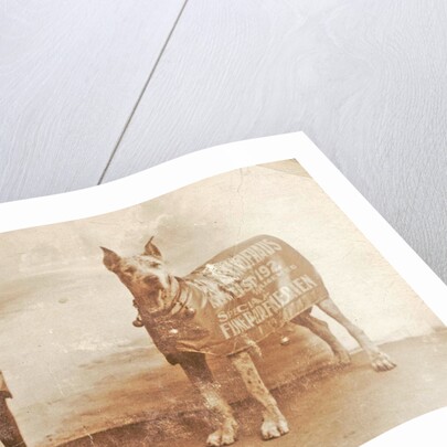 Portrait two dogs toymaker with advertising copy for perfumeries by Anonymous