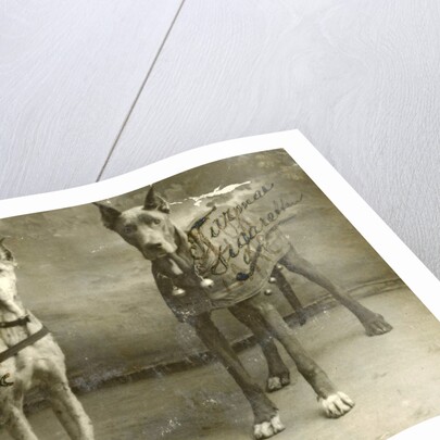 Portrait two dogs toymaker advertising texts Turman cigarettes by Anonymous