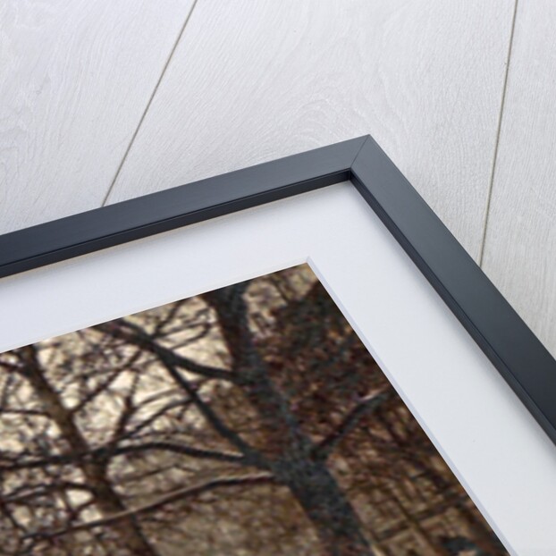 album flooding Paris suburbs in 1910, France by Anonymous