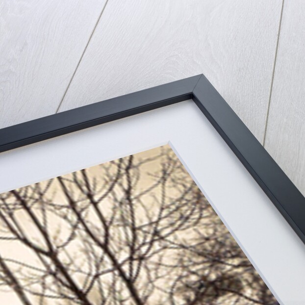 house flooded suburb of Paris seen through bare trees, France by Anonymous