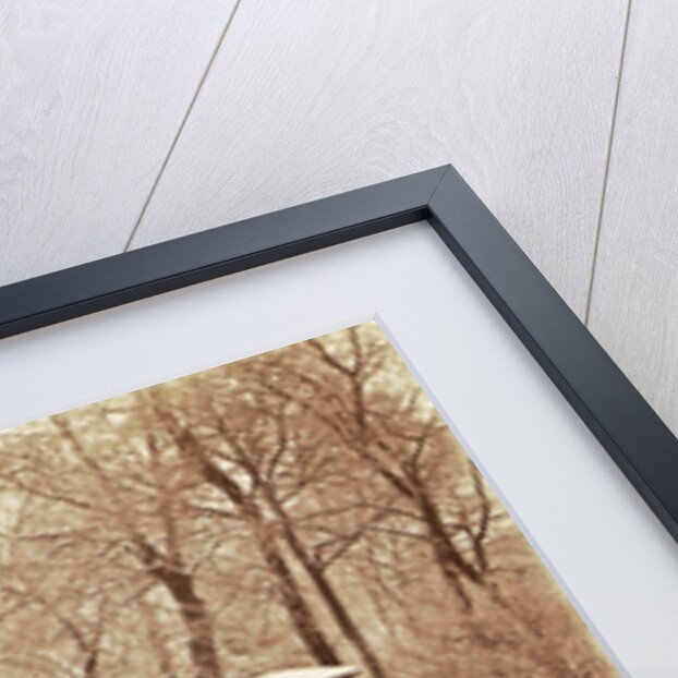 Swans in a pond in a snowy park by Anonymous