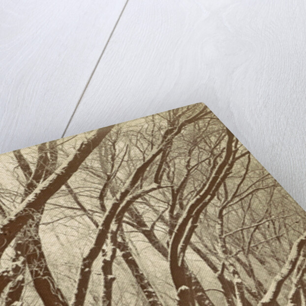 Snowy trees in a park, possibly Amsterdam by Anonymous