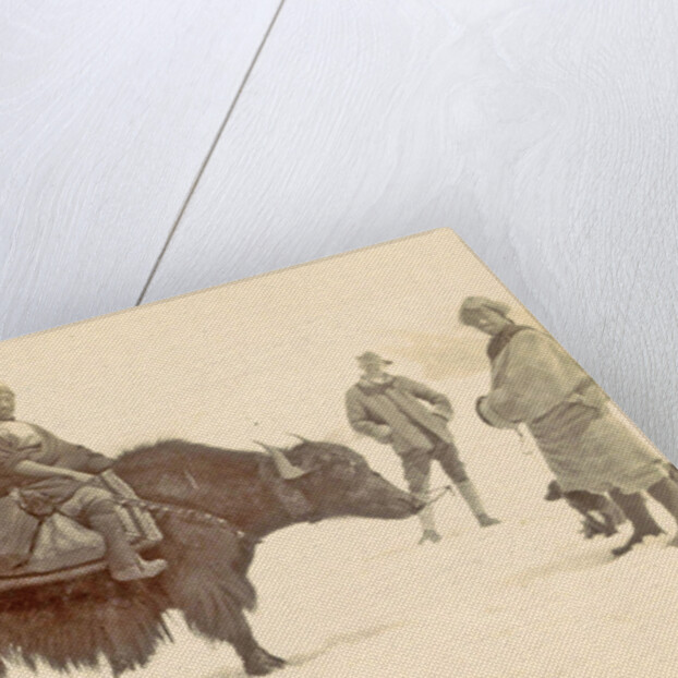 Man on a yak in Tibet by D.T. Dalton