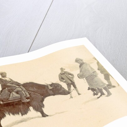 Man on a yak in Tibet by D.T. Dalton