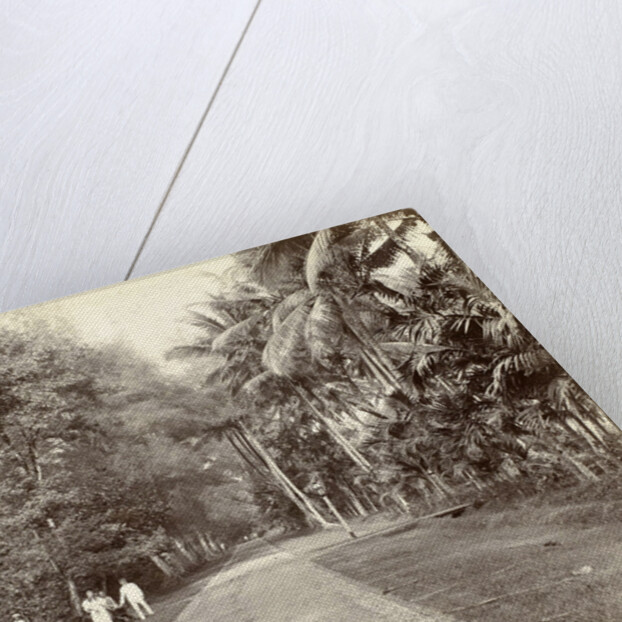 European and Indian people along an avenue in the Dutch East Indies by Anonymous