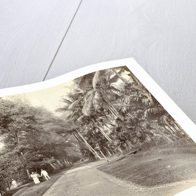 European and Indian people along an avenue in the Dutch East Indies by Anonymous