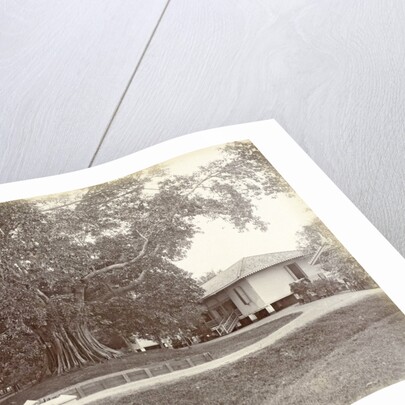 Driveway to a villa in the Dutch East Indies by Anonymous