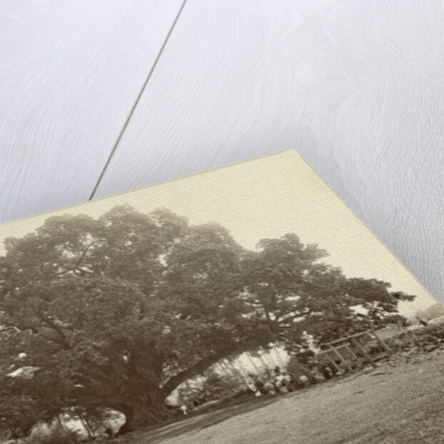 Indian people under a large tree in the Dutch East Indies by Anonymous