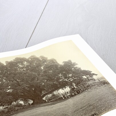 Indian people under a large tree in the Dutch East Indies by Anonymous