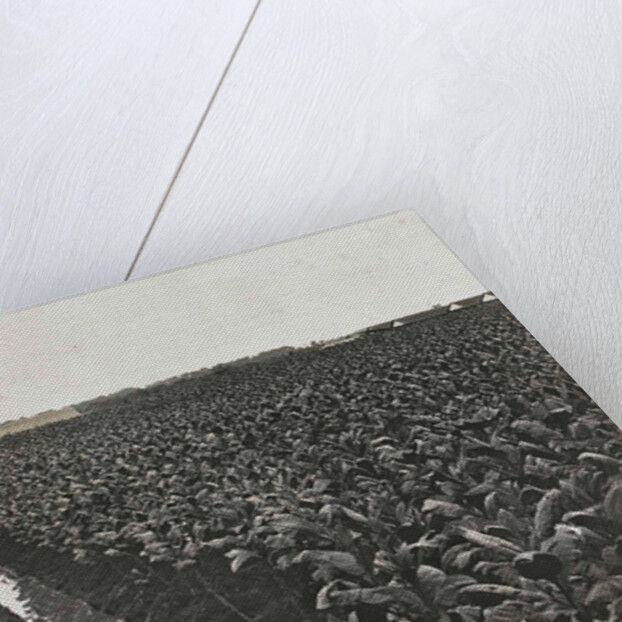 Sumatra indonesia tobacco field by Carl J. Kleingrothe