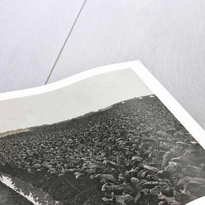 Sumatra indonesia tobacco field by Carl J. Kleingrothe