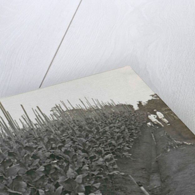 Sumatra indonesia Boeloe Sjina tobacco fields (Deli Mij) with planters by Anonymous