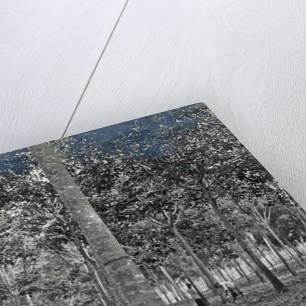 Sumatra indonesia rubber tapping woman by Anonymous