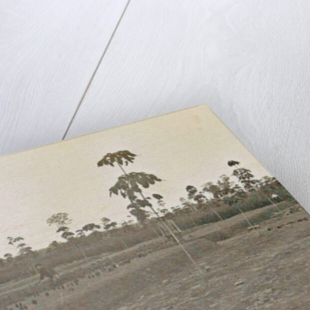 Sumatra indonesia bibit fields by Anonymous