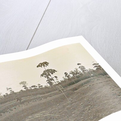 Sumatra indonesia bibit fields by Anonymous