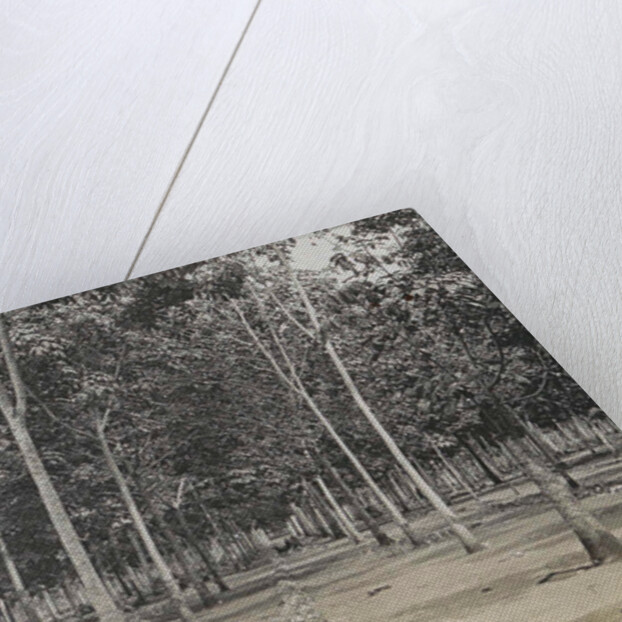 Sumatra indonesia, the cleaning of the rubber plantation by Anonymous