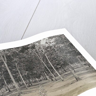 Sumatra indonesia, the cleaning of the rubber plantation by Anonymous