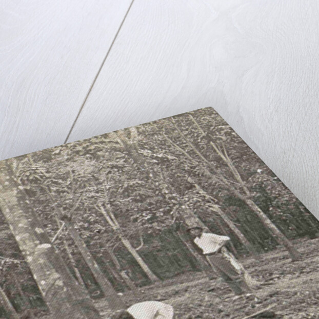 Sumatra, native population and a tree for rubber tapping, Indonesia by Anonymous